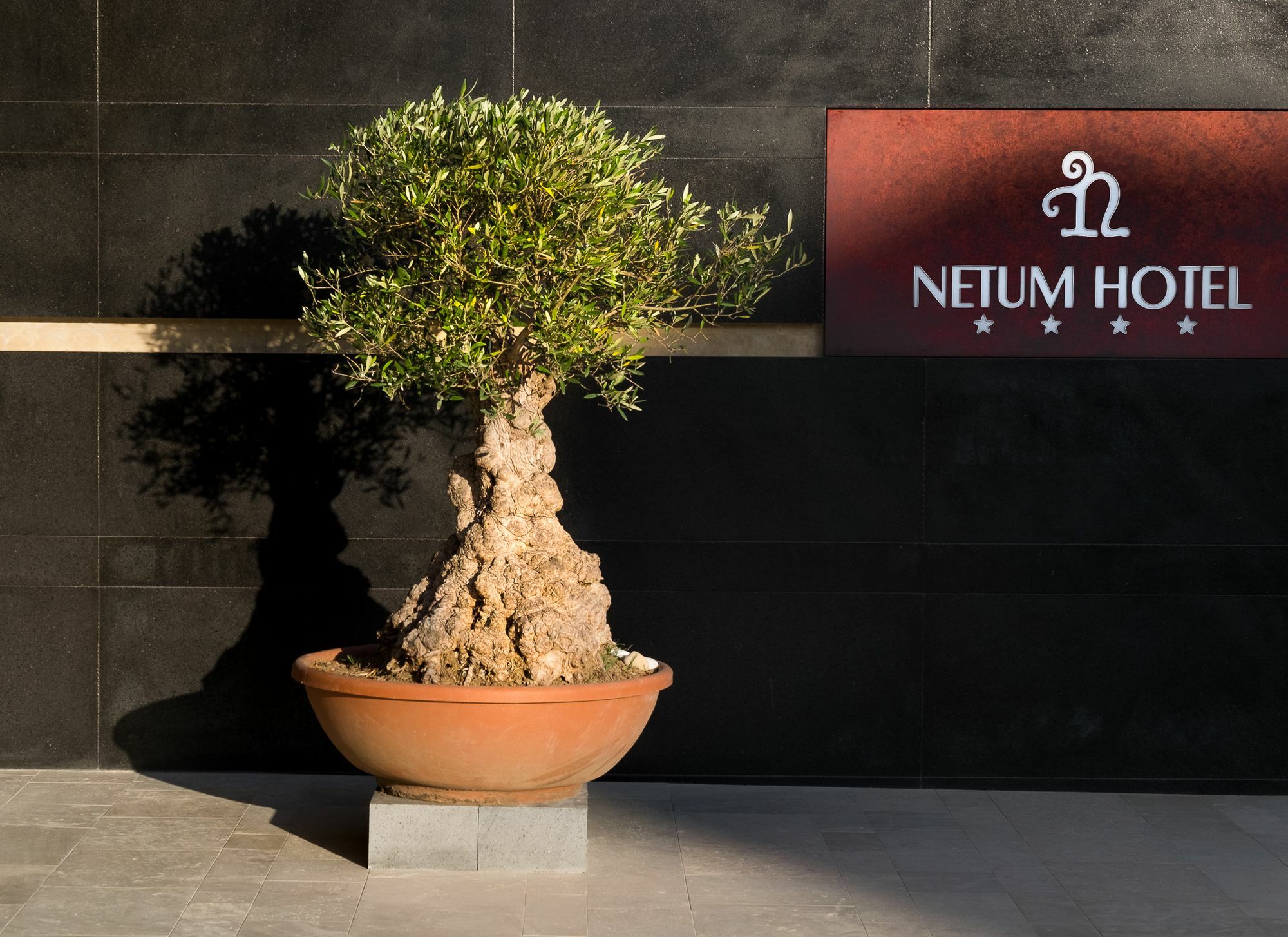 Netum Noto